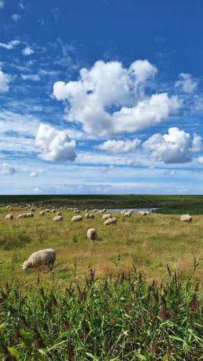 Radreise Dänemark 2024 #9, Süddänemark, Mittel-Jütland, Nordjütland, August 2024 Radreise Dänemark 2024 #9, Süddänemark, Mittel-Jütland, Nordjütland, August 2024