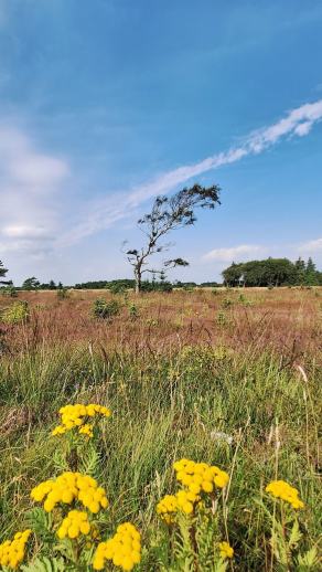 Radreise Dänemark 2024 #25, Süddänemark, Mittel-Jütland, Nordjütland, August 2024 Radreise Dänemark 2024 #25, Süddänemark, Mittel-Jütland, Nordjütland, August 2024
