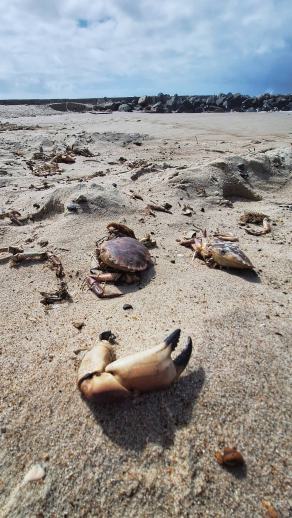 Radreise Dänemark 2024 #69, Süddänemark, Mittel-Jütland, Nordjütland, August 2024 Radreise Dänemark 2024 #69, Süddänemark, Mittel-Jütland, Nordjütland, August 2024