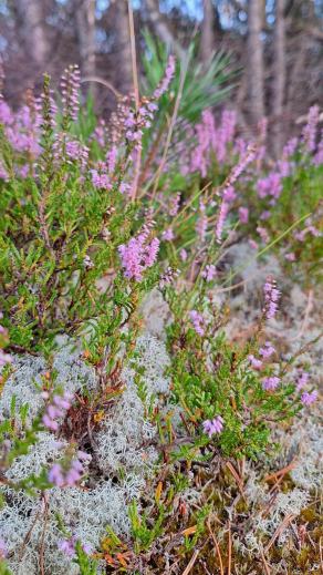 Radreise Dänemark 2024 #149, Süddänemark, Mittel-Jütland, Nordjütland, August 2024 Radreise Dänemark 2024 #149, Süddänemark, Mittel-Jütland, Nordjütland, August 2024