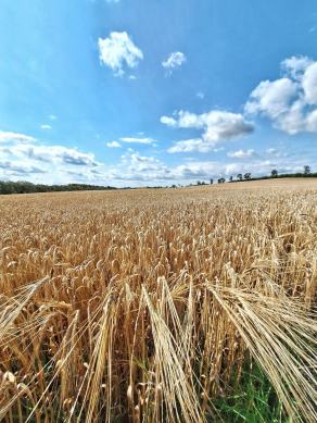 Radreise Dänemark 2024 #204, Süddänemark, Mittel-Jütland, Nordjütland, August 2024 Radreise Dänemark 2024 #204, Süddänemark, Mittel-Jütland, Nordjütland, August 2024