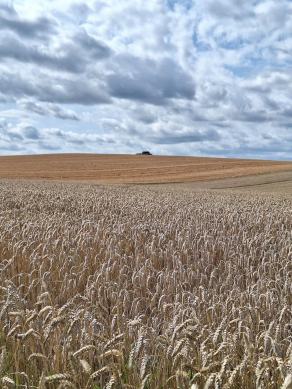 Radreise Dänemark 2024 #207, Süddänemark, Mittel-Jütland, Nordjütland, August 2024 Radreise Dänemark 2024 #207, Süddänemark, Mittel-Jütland, Nordjütland, August 2024