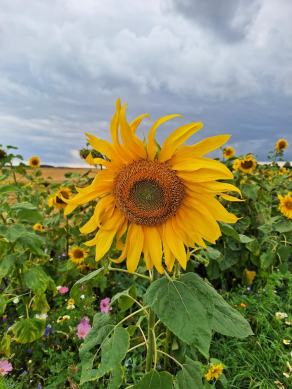 Radreise Dänemark 2024 #239, Süddänemark, Mittel-Jütland, Nordjütland, August 2024 Radreise Dänemark 2024 #239, Süddänemark, Mittel-Jütland, Nordjütland, August 2024