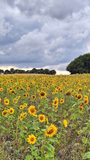 Radreise Dänemark 2024 #243, Süddänemark, Mittel-Jütland, Nordjütland, August 2024 Radreise Dänemark 2024 #243, Süddänemark, Mittel-Jütland, Nordjütland, August 2024