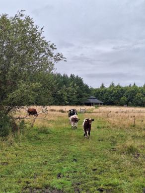 Radreise Dänemark 2024 #349, Süddänemark, Mittel-Jütland, Nordjütland, August 2024 Radreise Dänemark 2024 #349, Süddänemark, Mittel-Jütland, Nordjütland, August 2024