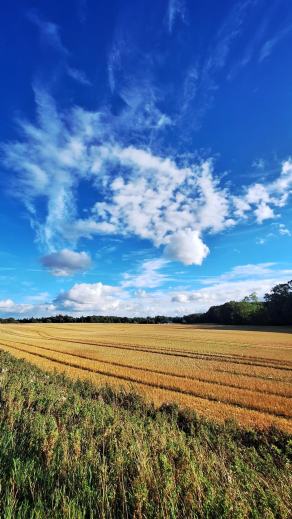 Radreise Dänemark 2025 #3, Fyn, Sjælland, Møn, Lolland, Langeland, Ærø, August 2025