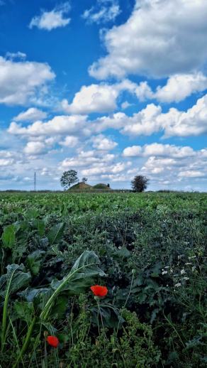 Radreise Dänemark 2025 #139, Fyn, Sjælland, Møn, Lolland, Langeland, Ærø, August 2025