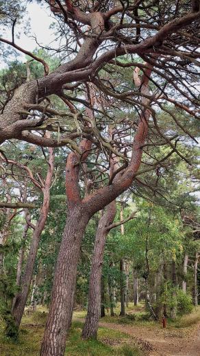 Radreise Dänemark 2025 #170, Fyn, Sjælland, Møn, Lolland, Langeland, Ærø, August 2025