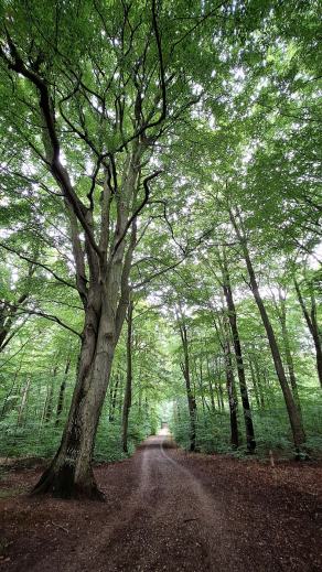 Radreise Dänemark 2025 #186, Fyn, Sjælland, Møn, Lolland, Langeland, Ærø, August 2025