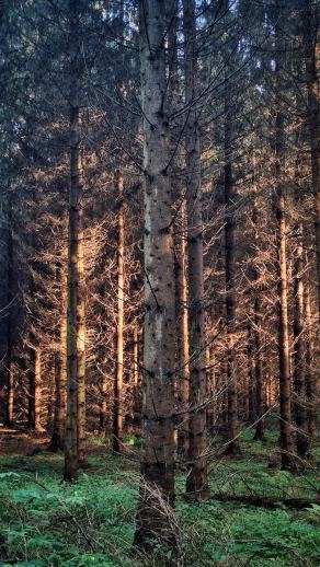 Radreise Dänemark 2025 #303, Fyn, Sjælland, Møn, Lolland, Langeland, Ærø, August 2025