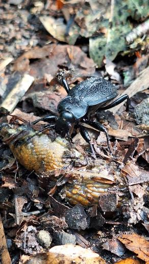 Radreise Dänemark 2025 #312, Fyn, Sjælland, Møn, Lolland, Langeland, Ærø, August 2025