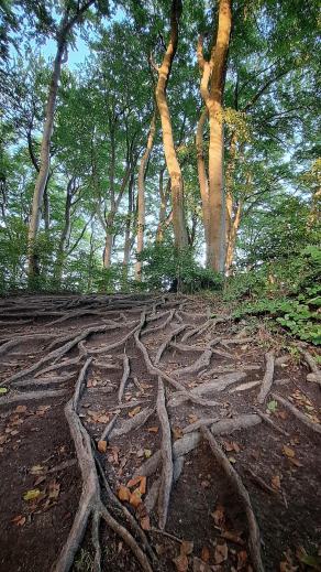 Radreise Dänemark 2025 #335, Fyn, Sjælland, Møn, Lolland, Langeland, Ærø, August 2025