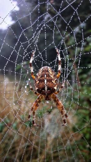 Radreise Dänemark 2025 #419, Fyn, Sjælland, Møn, Lolland, Langeland, Ærø, August 2025