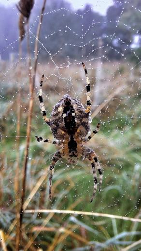 Radreise Dänemark 2025 #420, Fyn, Sjælland, Møn, Lolland, Langeland, Ærø, August 2025