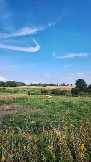 Radreise Dänemark 2025 #427, Fyn, Sjælland, Møn, Lolland, Langeland, Ærø, August 2025