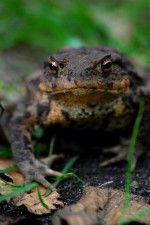 #461 Toad - Aug 2015