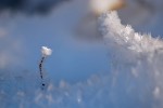 #484 Snow Crystals - Jan 2017