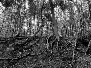 #163 Rooting - Bochum (DE), Juni 2008