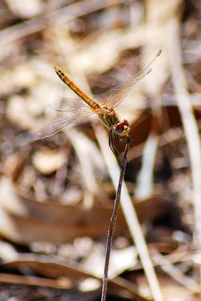 #273 Dragonfly - Ingurtosu (IT), September 2010