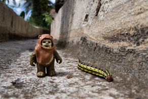 #306 The Ewok meets Spurge Hawk-moth - La Gomera (ES), März 2011