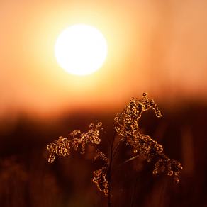 #391 Golden Grasses - Bochum (DE), März 2014