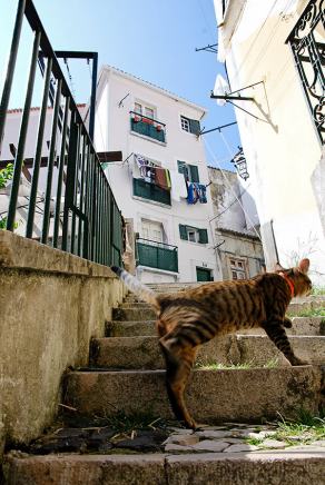 #414 In the alleys of the old town - Alfama, Lisboa (PT), September 2014