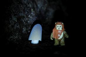 #430 Madeira #7 The Ewok - Levada do Norte, Madeira (PT), März 2015