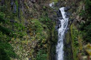 #431 Madeira #8 - Levada do Norte, Madeira (PT), März 2015