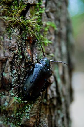 #460 Ground beetle - Barnimie, Drawieński Park Narodowy (PL), August 2015
