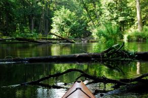 #462 Canoe on the Drawa - Drawieński Park Narodowy (PL), August 2015