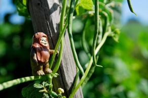 #465 The Ewok and the Beanstalk - Witten (DE), August 2015