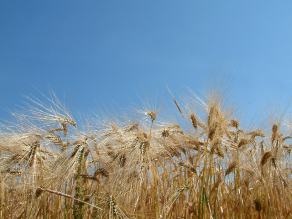 #11 Standing Grain - Witten (DE), June 2003