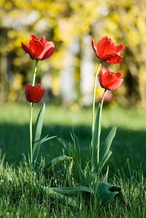 #108 Tulip Quartet - Witten (DE), April 2007