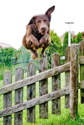 #114 Jumping Bruno - Ihlow (DE), May 2007