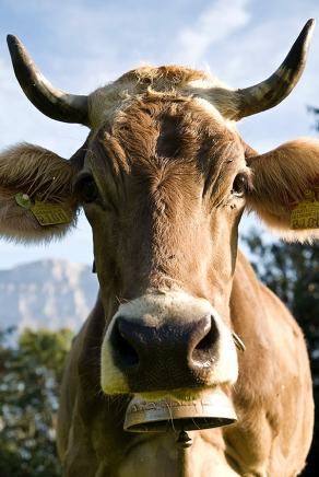 #220 Just a Cow - Flumsberg (CH), September 2009