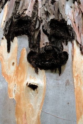 #253 Tree Bark Face - Cala Ginepro (IT), September 2010