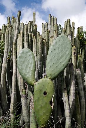 #300 Cactus - La Gomera (ES), März 2011