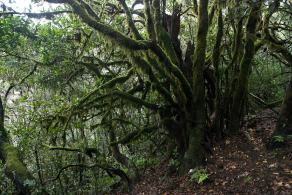 #305 Laurel Forest - La Gomera (ES), March 2011