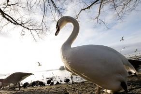 #328 Duck View - Berlin (DE), December 2011