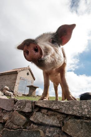 #363 Peak pig - Orto, Corse (FR), October 2012