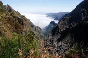 #435 Madeira #12 - Pico das Torres, Madeira (PT), März 2015