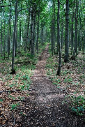 Impressions from Große Fatra / Veľká Fatra #42, Große Fatra / Veľká Fatra, July 2014