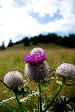 Impressions from Große Fatra / Veľká Fatra #63, Große Fatra / Veľká Fatra, July 2014