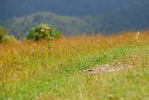 Impressions from Große Fatra / Veľká Fatra #89, Große Fatra / Veľká Fatra, July 2014