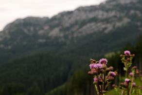 Impressions from Hohe Tatra / Vysoké Tatry #59, Hohe Tatra / Vysoké Tatry, Juli 2014