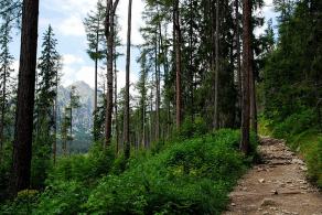 Impressions from Hohe Tatra / Vysoké Tatry #68, Hohe Tatra / Vysoké Tatry, Juli 2014