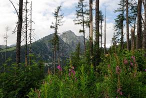 Impressions from… #70, Hohe Tatra / Vysoké Tatry, Juli 2014