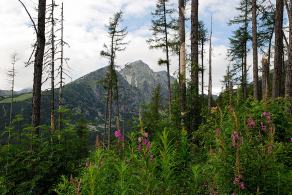 Impressions from Hohe Tatra / Vysoké Tatry #70, Hohe Tatra / Vysoké Tatry, Juli 2014