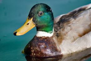 Whitsun Weekend #4, Ihlow, Mai 2007