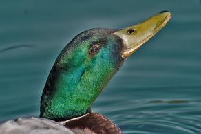 Whitsun Weekend #6, Ihlow, Mai 2007